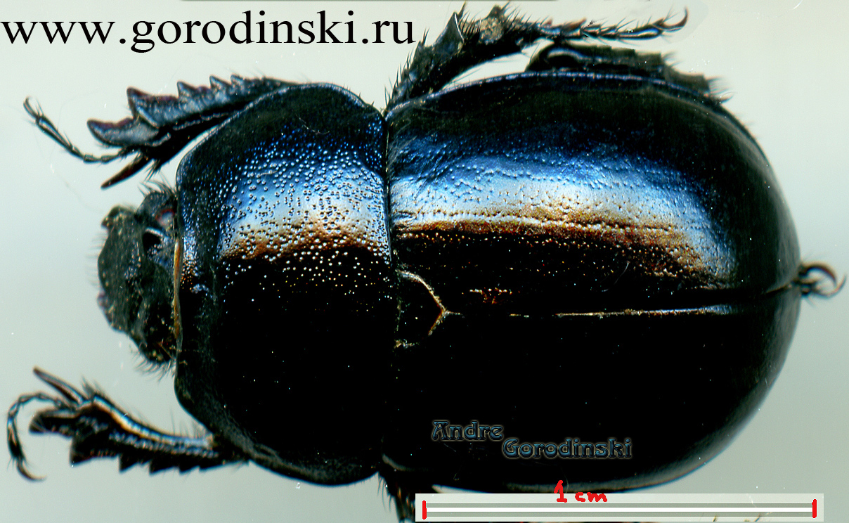 http://www.gorodinski.ru/geotrupes/Odontotrypes guoluoshanus.jpg